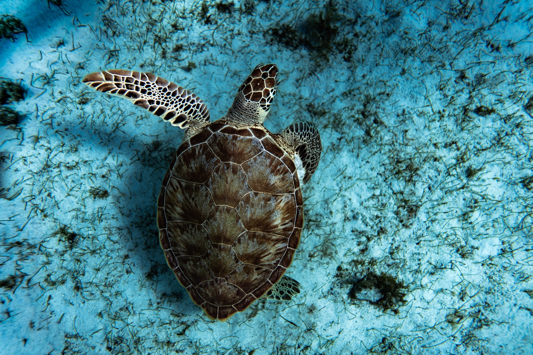 Green turtle swimming over seagrass in the Tobago Cays