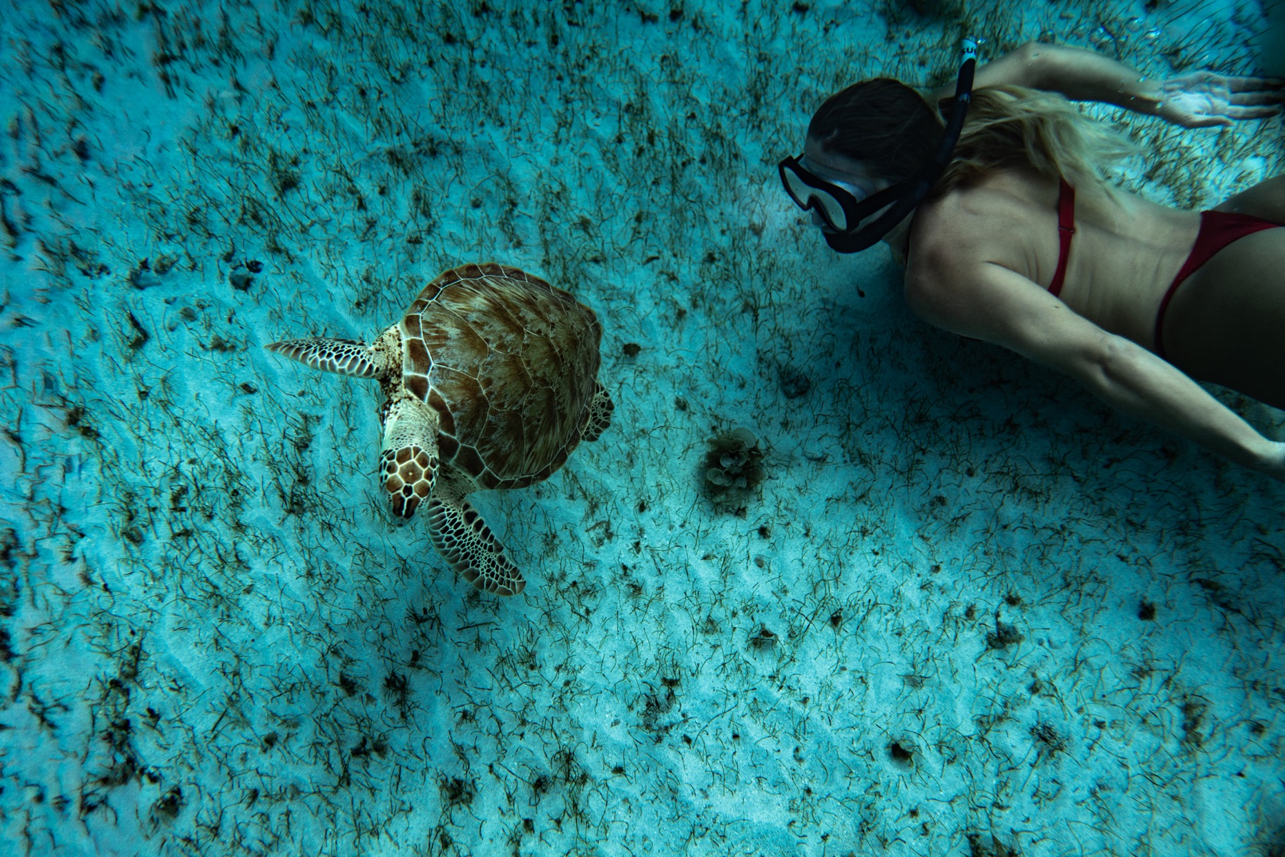 Snorkeler swimming beside a green turtle in the Tobago Cays
