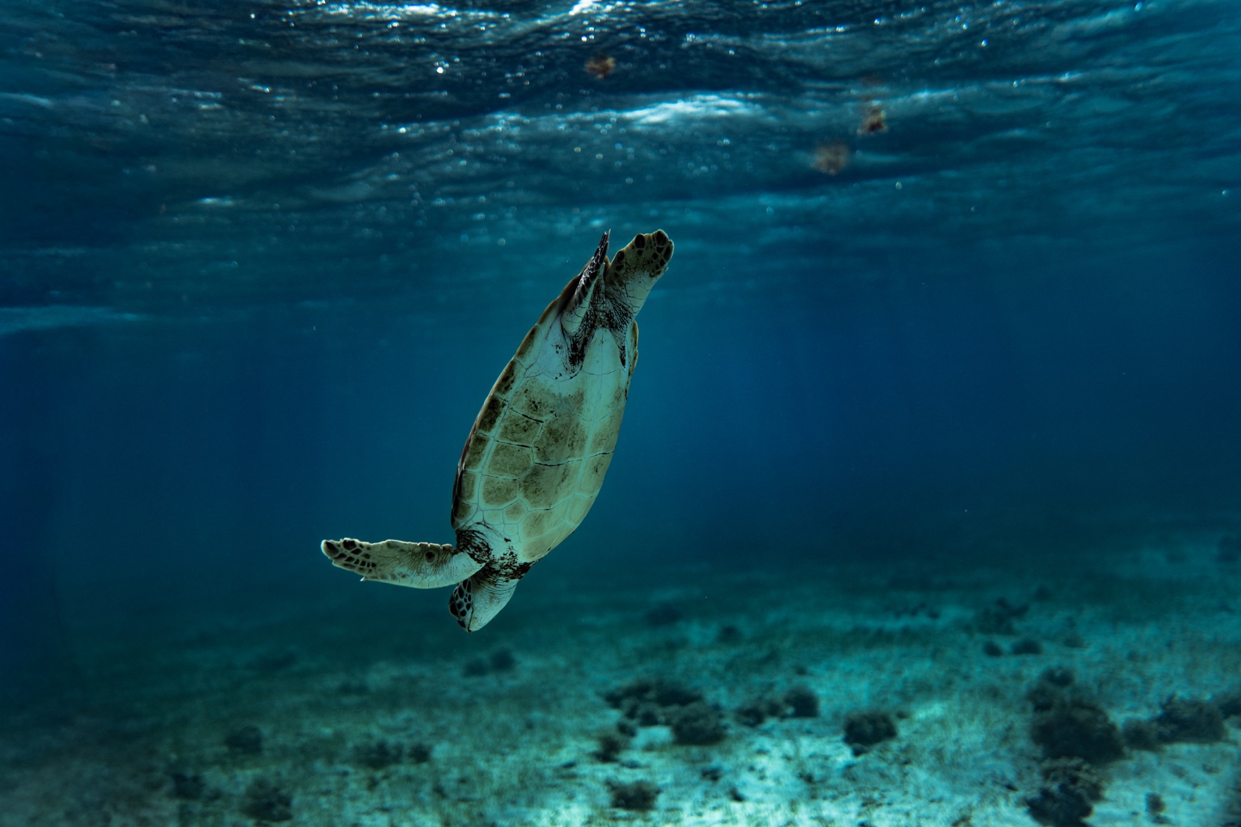 Sea turtle rising toward the surface in clear Tobago Cays water